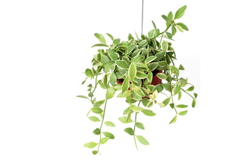 green plant hanging isolated on white background
