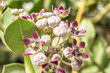 fresh and healthy growing giant milkweed with beautiful crown flowers and cloudy sky in the background 