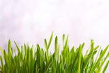 Fototapeta Tulipany - Fresh Green Grass with Drops Dew isolated on white with copy space, Easter concept
