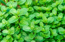 Close Up View Of Fresh Green Paper Mint Plant Growing In The Vegetable Garden