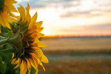 High-oleic Sunflower Growing In Ukraine On The Field. Agriculture Where Sunflowers Are Grown. Morning Landscape With Sunrise And Bright Sunshine. Culture For The Production Of Vegetable Oil.