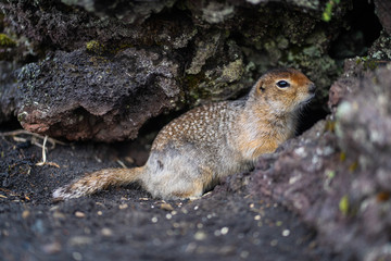 Wall Mural - funny groundhog with fluffy fur