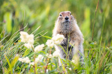 Wall Mural - funny groundhog with fluffy fur