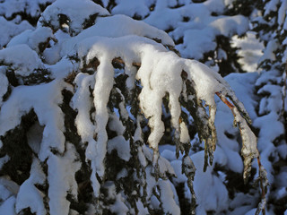 Icy juniper