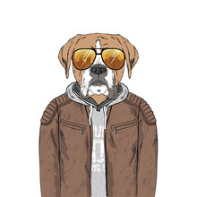 Boxer Breed Hipster Portrait. Fashion Anthropomorphic Dog Illustration. Animal Dressed Up In Leather Jacket, Hoodie And Sunglasses. Modern Urban City Look. Hand Drawn Vector.