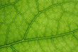 Leinwandbild Motiv Macro shot of green leaf texture