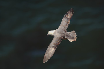 Wall Mural - Fulmar in flight over the Noth sea