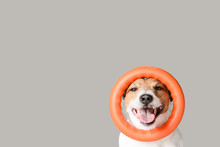 Happy Dog With Circle Puller Toy On Head Against Gray Background