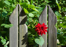 A Single Red Flower Of Dahlia Grows Between Two Planks Of The Old Carved Wooden Fence. Close-up View, Bright Sunlight. Colorful Natural Floral Background