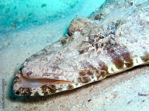 Как выглядит рыба крокодил Underwater shooting. Coral reef and its inhabitants. - Buy this stock photo and 