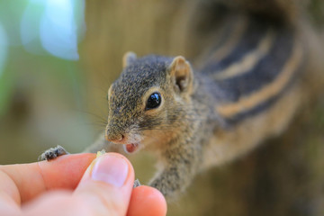chipmunk eating from hand