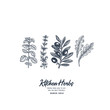 © Maria - Kitchen herbs illustration. Oregano, thyme, olive, ruccola engraved vintage style. Vector illustration