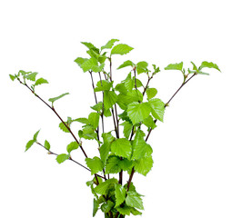 Wall Mural - Young branches of birch isolated on white background.