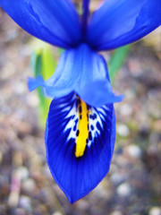 Wall Mural - Blue irises