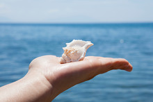 Sea Shells On Sandy Beach On Sunny Day At The Blue Sea Background. Relaxation Concept.