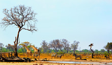 Panoramic View Of A Waterhole In Hwange National Park With Zebra And Giraffe Against A Natural Bushveld And Pale Blue Sky Backdrop.  Heat Haze Is Visible, Hwange National Park,  Zimbabwe