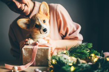 New Year Dog, Corgi Puppy With Christmas Present On Girl Hand.