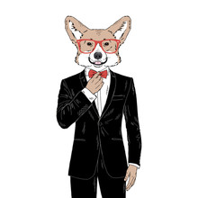 Humanized Welsh Corgi Breed Dog Dressed Up In Classy Outfits. Design For Dogs Lovers. Fashion Anthropomorphic Doggy Illustration. Animal Wear Tuxedo, Tie Bow, Glasses. Hand Drawn Vector.
