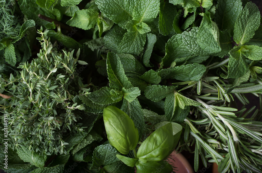  Fresh herbs. Basil, rosemary, thyme, mint, dill. - obrazy, fototapety, plakaty 