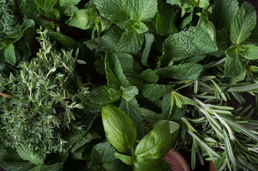  Fresh herbs. Basil, rosemary, thyme, mint, dill.