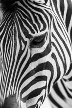 Artistic Black And White Closeup Portrait Of A Zebra - Emphasized Graphical Pattern.