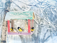 Birds On Feeder. Titmouses Sitting On Bird Feeder On Winter Day. Birds Parus Major Eating Seed From Bird Feeder In Winter Time. Human Care Of Birds. Soft Selective Focus. Close Up