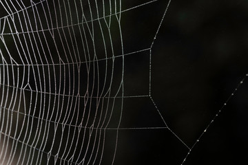 spider web with morning dew on dark blurred background