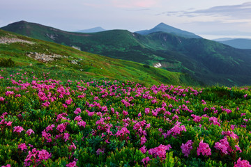 Canvas Print - Majestic Carpathian mountains. Beautiful landscape. Breathtaking view