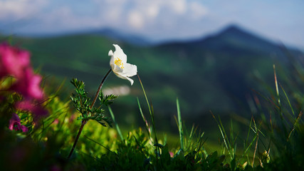 Canvas Print - Beautiful nature. Close up view of grass at mountains at sunny day