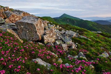 Canvas Print - Many of rocks. Majestic Carpathian mountains. Beautiful landscape. Breathtaking view