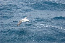 Albatross Flies Over The Sea.
