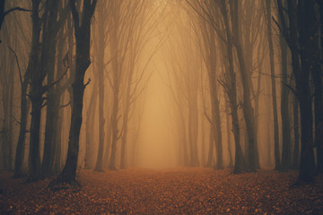 Plakat las drzewa pejzaż natura jesień