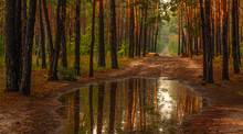 Walk In The Woods. Nice, Sunny Weather. The Rain Ended, Leaving Large Puddles In Which The Trees Reflected.