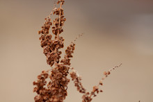 Dry Grass Leaves In Brown Color