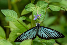 Garden Butterfly - A Monarch Butterfly Feeding In Flower Of A Summer Garden