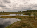 Fototapeta Na ścianę - landscape with bog lake and small islands, bog pines and water reflections