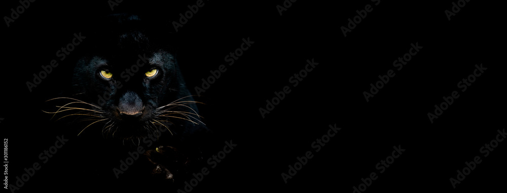 Black panther with a black background - obrazy, fototapety, plakaty 