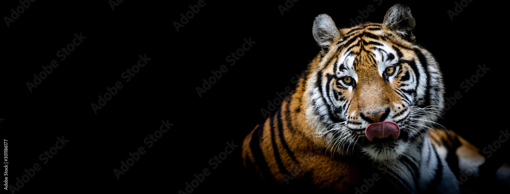Tiger with a black background - obrazy, fototapety, plakaty 