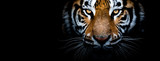 Fototapeta Sawanna - Tiger with a black background
