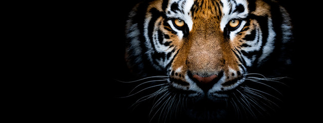 tiger with a black background