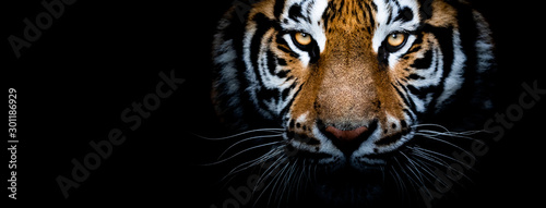 Fotografía Tiger with a black background