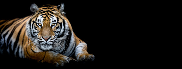 Tiger with a black background