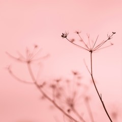 Canvas Print - Natural background with dry flowers in pink blurred fog.