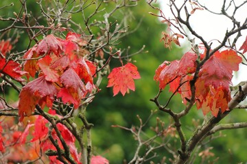 Wall Mural - Close up red maple leaves with colorful leaves in autumn background. Nature concept.