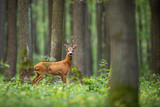 Fototapeta Zwierzęta - Roe deer, capreolus capreolus, standing in the middle of the woods with low green vegetation. A beautiful strong european buck during rutting season surrounded by the trees.