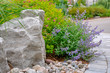 This beautiful garden background shows a large rock with smaller river rock, a purple flowering Nepeta x Walker's Low catmint, and grey tumbled pavers.