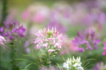 Aufkleber - pink flower in garden with blur