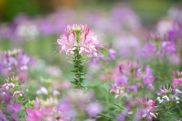 Aufkleber - pink flower in garden with blur