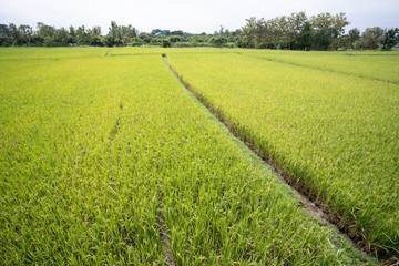 Top view paddy field, Lush green rice beautiful background in CHIANGMAI, THAILAND