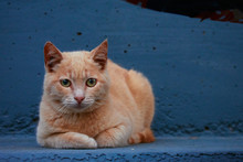 Yellow Cat With Green Eyes Resting On A Blue Bench